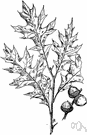 swamp oak - fast-growing medium to large pyramidal deciduous tree of northeastern United States and southeastern Canada having deeply pinnatifid leaves that turn bright red in autumn
