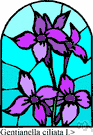 gentianella - genus of herbs with flowers that resemble gentian