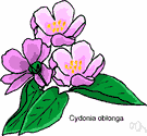 genus Cydonia - quince