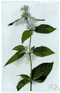 Mountain mint - any of a number of perennial herbs of the genus Pycnanthemum