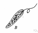 mastigophoran - a usually nonphotosynthetic free-living protozoan with whiplike appendages