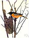 Baltimore oriole