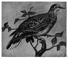 turtledove - any of several Old World wild doves