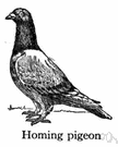 homing pigeon - pigeon trained to return home