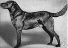 Chesapeake Bay retriever - American breed having a short thick oily coat ranging from brown to light tan
