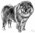 chow - breed of medium-sized dogs with a thick coat and fluffy curled tails and distinctive blue-black tongues
