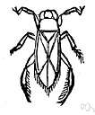 Boat bug - carnivorous aquatic bug having paddle-like hind legs Boat bug - carnivorous aquatic bug having paddle-like hind legs