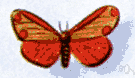 cinnabar moth - large red-and-black European moth