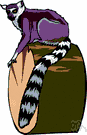 ring-tailed lemur - small lemur having its tail barred with black