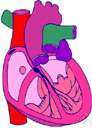 vital organ - a bodily organ that is essential for life