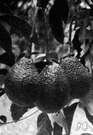 avocado - tropical American tree bearing large pulpy green fruits