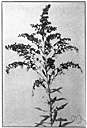 Missouri goldenrod - similar to meadow goldenrod but usually smaller