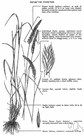Agropyron cristatum - Eurasian grass grown in United States great plains area for forage and erosion control