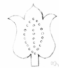 cottage tulip - any of several long-stemmed tulips that flower in May