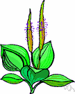 Plantaginaceae - cosmopolitan family of small herbs and a few shrubs