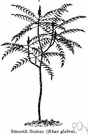 vinegar tree - common nonpoisonous shrub of eastern North America with waxy compound leaves and green paniculate flowers followed by red berries