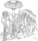 American parasol - an agaric with a pallid cap and a stalk that is enlarged near the base