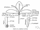 plant organ - a functional and structural unit of a plant or fungus