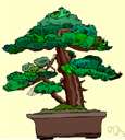 ming tree