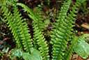 Microgramma - epiphytic ferns of tropical America and Africa