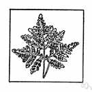 Pityrogramma chrysophylla - fern of West Indies and South America having fronds with bright golden-yellow undersides