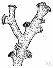 pullulation - asexual reproduction in which a local growth on the surface or in the body of the parent becomes a separate individual