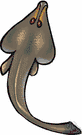 guitarfish - primitive tropical bottom-dwelling ray with a guitar-shaped body