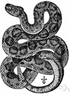 genus Crotalus - large rattlesnakes