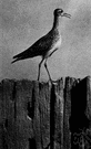 upland sandpiper - large plover-like sandpiper of North American fields and uplands