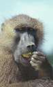 baboon - large terrestrial monkeys having doglike muzzles