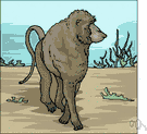 baboon - large terrestrial monkeys having doglike muzzles
