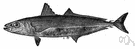 Decapterus punctatus - small fusiform fish of western Atlantic