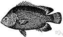 tripletail - large food fish of warm waters worldwide having long anal and dorsal fins that with a caudal fin suggest a three-lobed tail