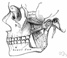 pterygoid muscle - muscle descending from the sphenoid bone to the lower jaw