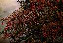 Berberis canadensis - deciduous shrub of eastern North America whose leaves turn scarlet in autumn and having racemes of yellow flowers followed by ellipsoid glossy red berries