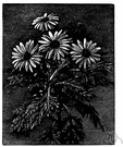 Chrysanthemum frutescens - perennial subshrub of the Canary Islands having usually pale yellow daisylike flowers