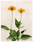 oxeye - any North American shrubby perennial herb of the genus Heliopsis having large yellow daisylike flowers
