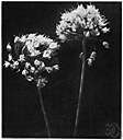 wild leek - North American perennial having a slender bulb and whitish flowers