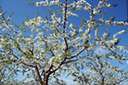 orchard apple tree - native Eurasian tree widely cultivated in many varieties for its firm rounded edible fruits