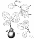 Pacific plum - shrub of the Pacific coast of the United States bearing small red insipid fruit