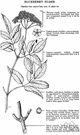 Sambucus caerulea - shrub or small tree of western United States having white flowers and blue berries