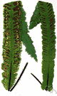 scolopendrium - a fern thought to resemble a millipede
