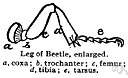 Appendaged - having an appendage