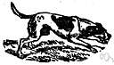 Walker hound - an American breed of foxhound