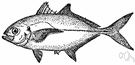 Elagatis - a genus of Carangidae