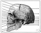 pterygoid process - two bony processes descending from the body of the sphenoid bone