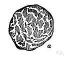 earthnut - edible subterranean fungus of the genus Tuber