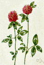 Trifolium pratense - erect to decumbent short-lived perennial having red-purple to pink flowers