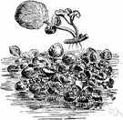 Rorippa nasturtium-aquaticum - perennial Eurasian cress growing chiefly in springs or running water having fleshy pungent leaves used in salads or as a potherb or garnish