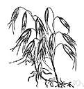 wild red oat - Mediterranean oat held to be progenitor of modern cultivated oat